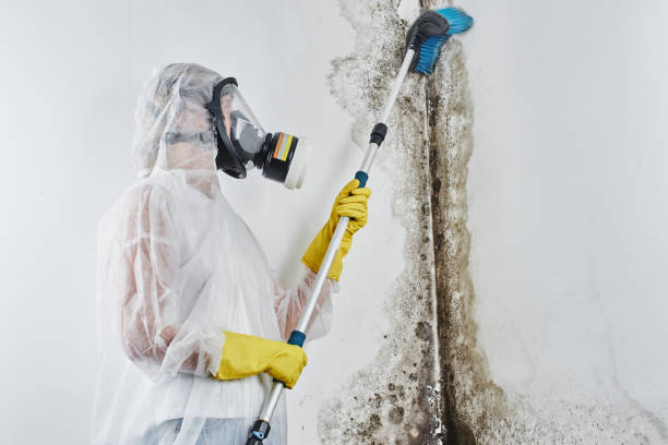 Best Specialized Mold Remediation in Morrow, GA